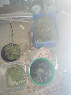 narkotyki, ostroda, policja, kpp ostroda, policjanci z ostrody, komenda w ostrodzie, policja w ostrodzie, marihuana, ziolo